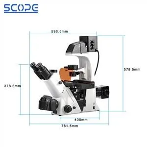 Microsgopig Biolegol Fflworoleuol Gwrthdro Trincoular